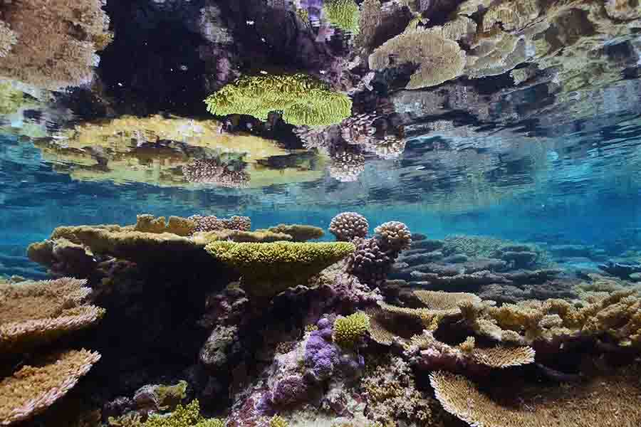30x30 地球分享 - 珊瑚礁恢复 - 帕尔米拉环礁国家野生动物保护区 2