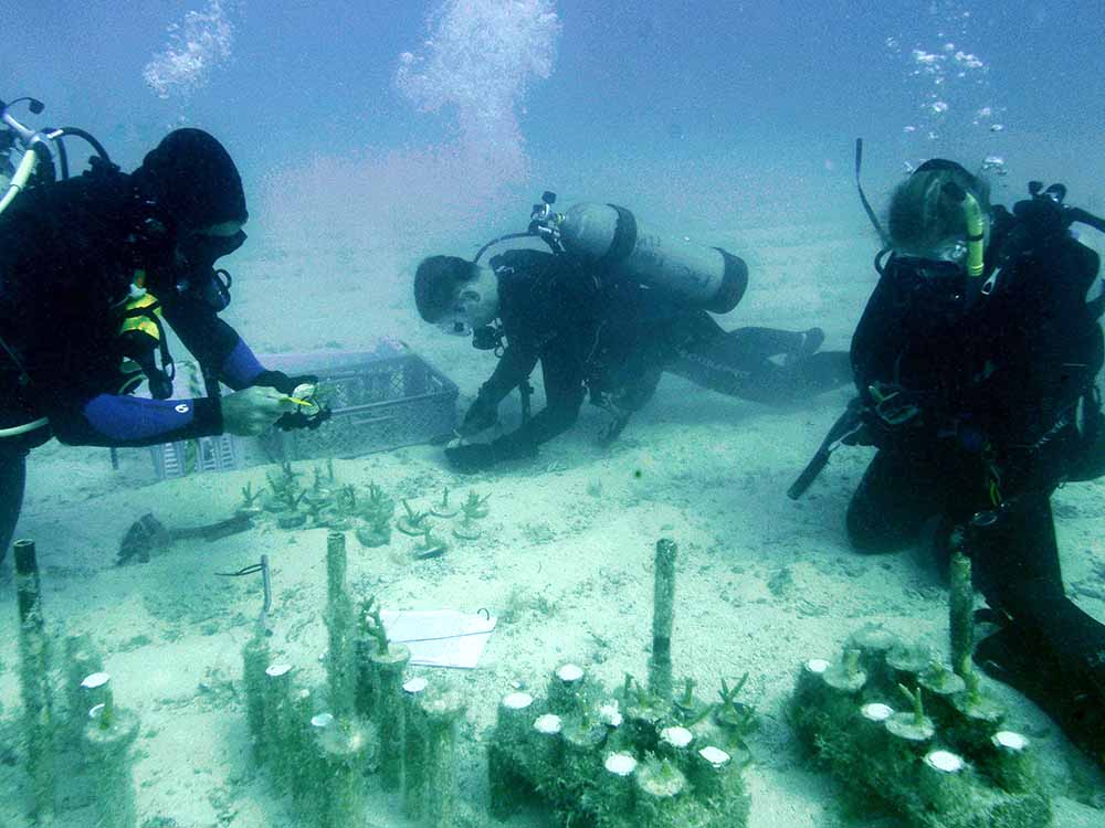 30x30 EarthShare - Restauración de arrecifes de coral - Investigadores en Florida
