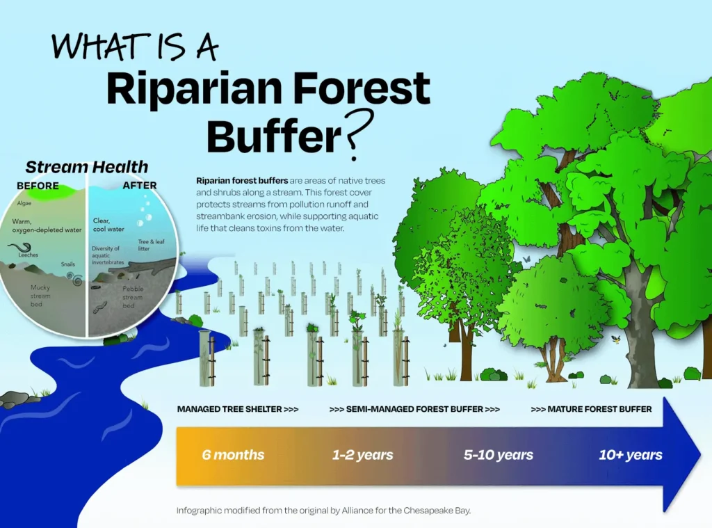30x30 EarthShare - Restauración forestal - Infografía sobre la protección de bosques ribereños