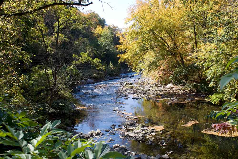 30x30 EarthShare - Restauración forestal - Parque y arroyo Wissahickon