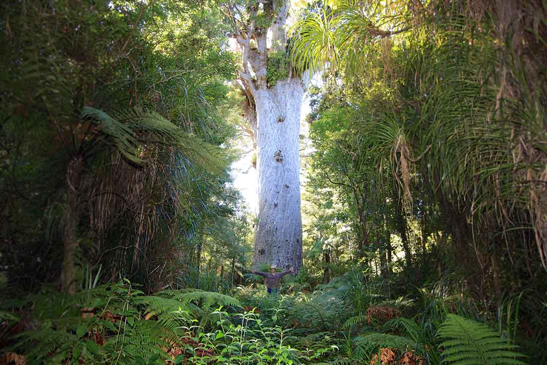 30x30 EarthShare - Conocimientos tradicionales indígenas - Tane Mahuta 1