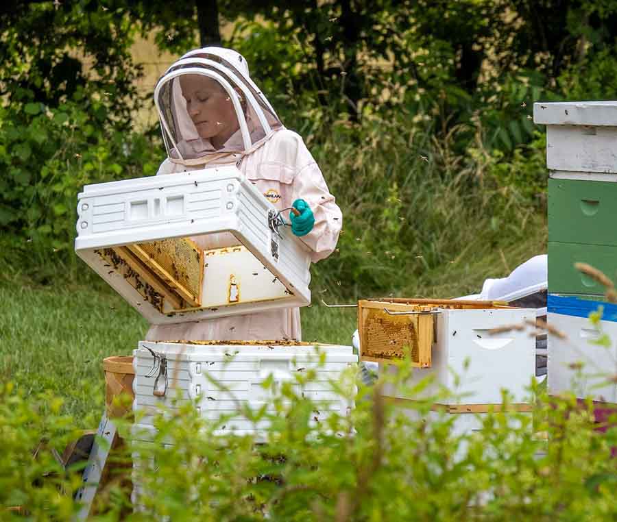 30x30 EarthShare - Pollinators - The When - Beekeeper