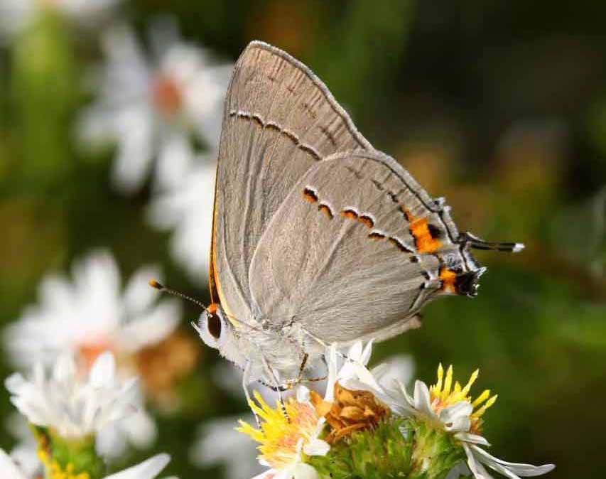 30x30 EarthShare - Pollinators - The Who - Butterfly