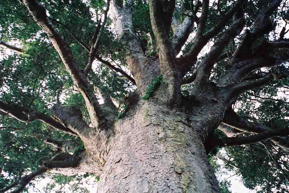 30x30 EarthShare - Traditional Indigenous Knowledge - Tane Mahuta