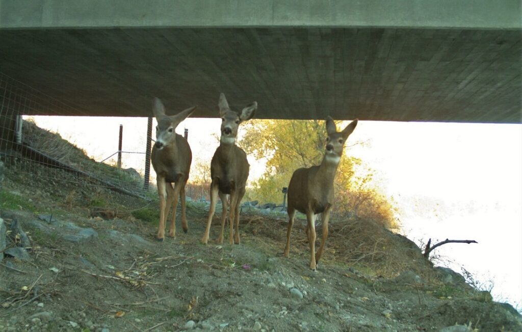 three deer under bridge
