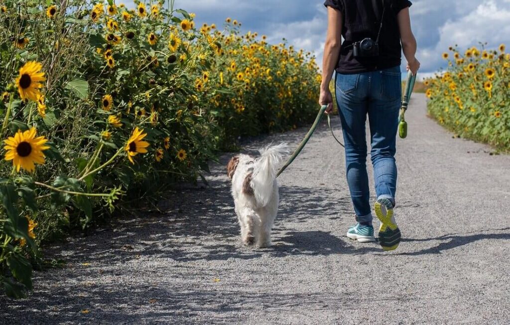 person walking dog next to sunflower field
