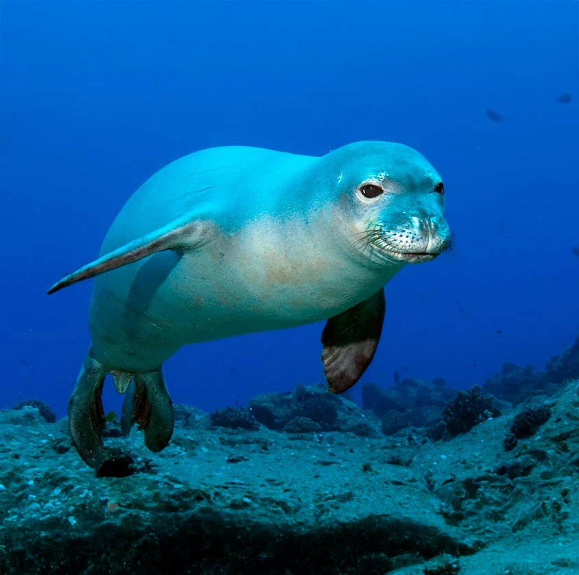 EarthShare-30x30-Endangered-Speciess-Hawaiian-monk-seal copy