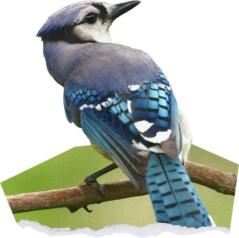EarthShare - 30x30 - Get Involved - Bird - Forest