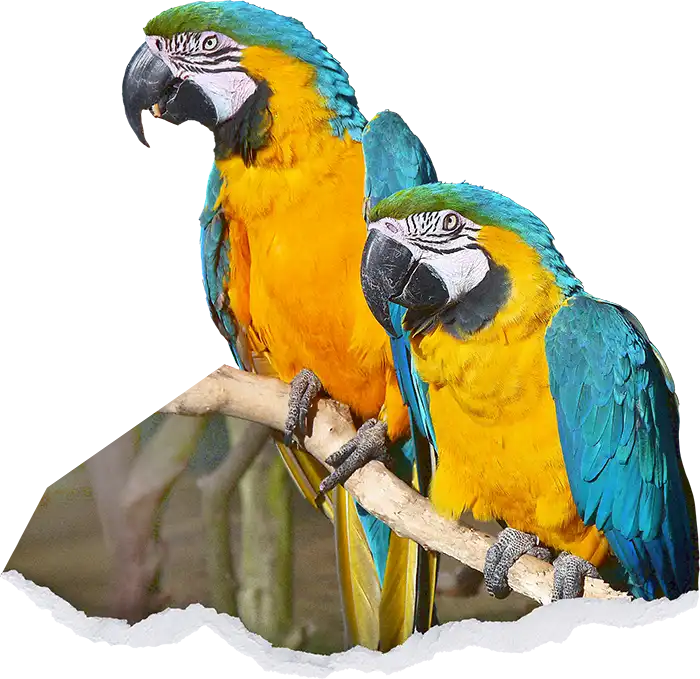 EarthShare - 30x30 - Get Involved - Birds Parrots