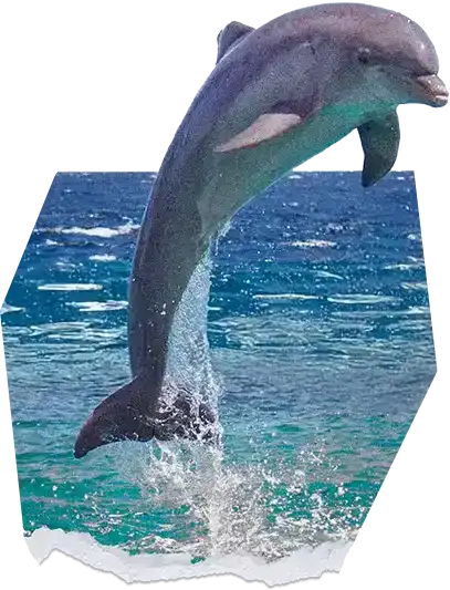 EarthShare-30x30-Get-Involved-Dolphin-Jump 2