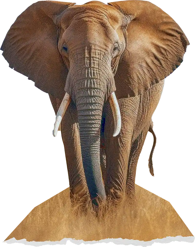 EarthShare - 30x30 - Get Involved - Elephant
