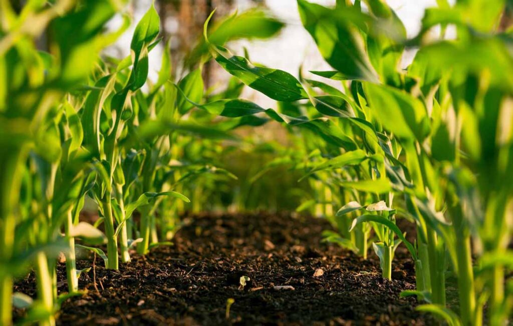 地球共享 - 8个为可持续农业奋斗的非营利组织