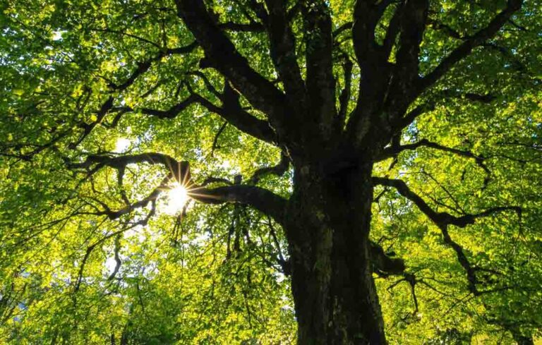 地球共享 - 对树木的投资就是对我们未来的投资