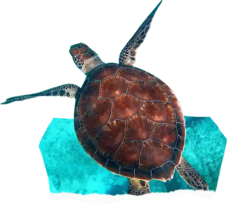 EarthShare Annual Report 2023 - Sea Turtle - Goals