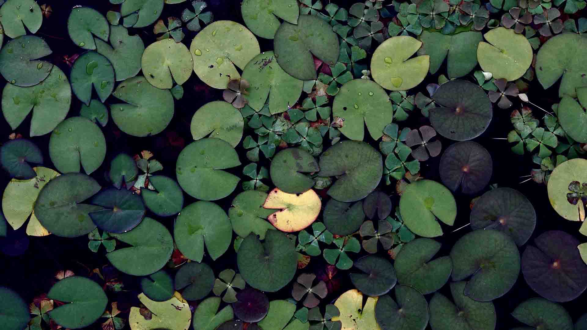 Introduction To Donor Advised Funds Daf Earthshare