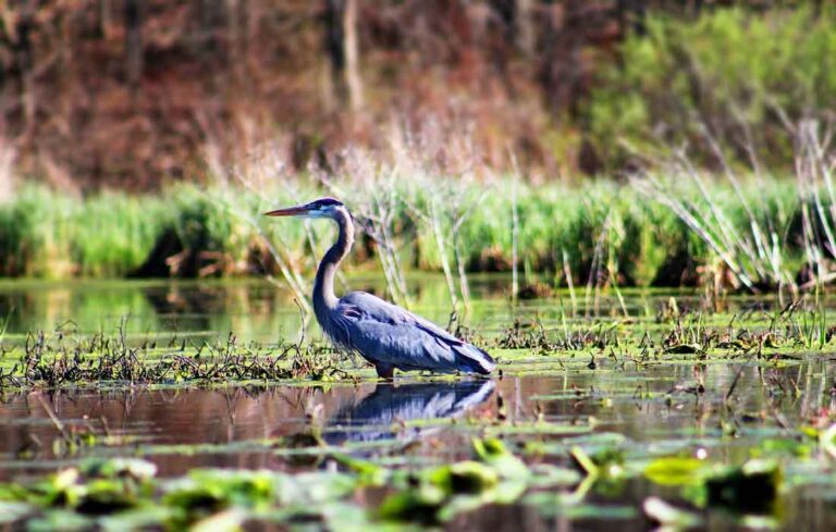 EarthShare News - Sackett vs. EPA and the Global Importance of Wetlands