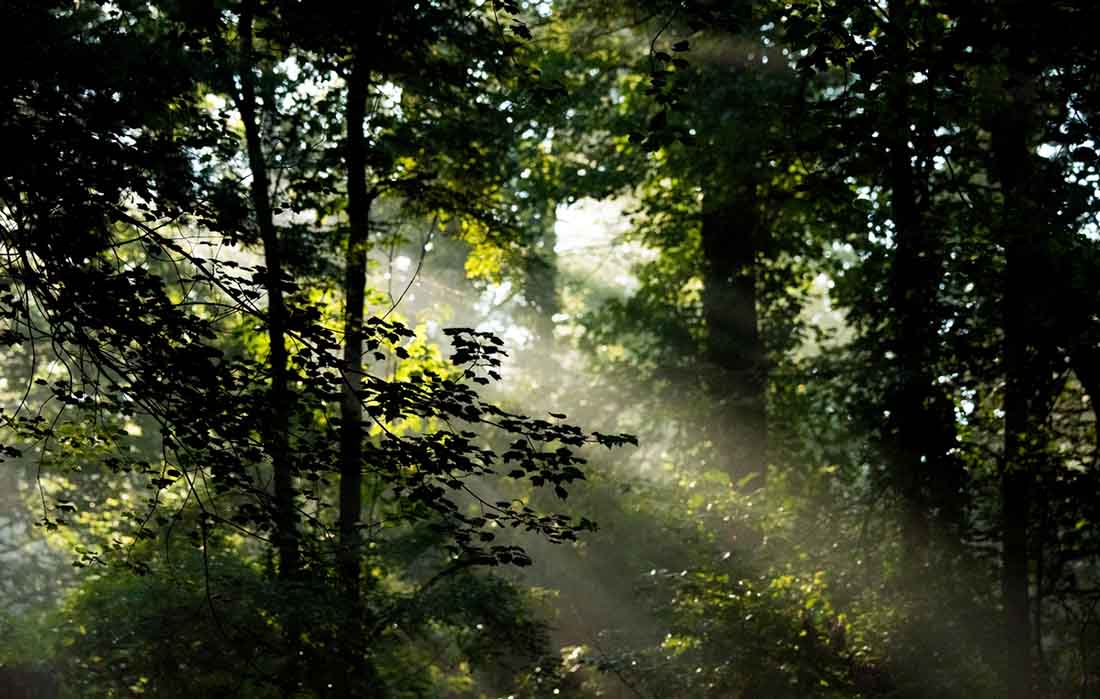 Top 10 Benefits of Trees EarthShare