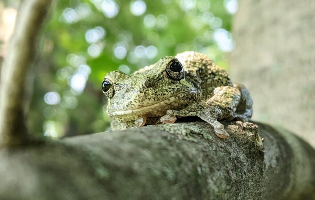 a green frog sits on tree branch in the woods
