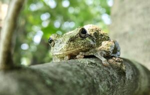 una rana verde se sienta en la rama de un árbol en el bosque