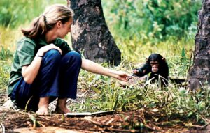 Jane Goodall and young chimpanzee