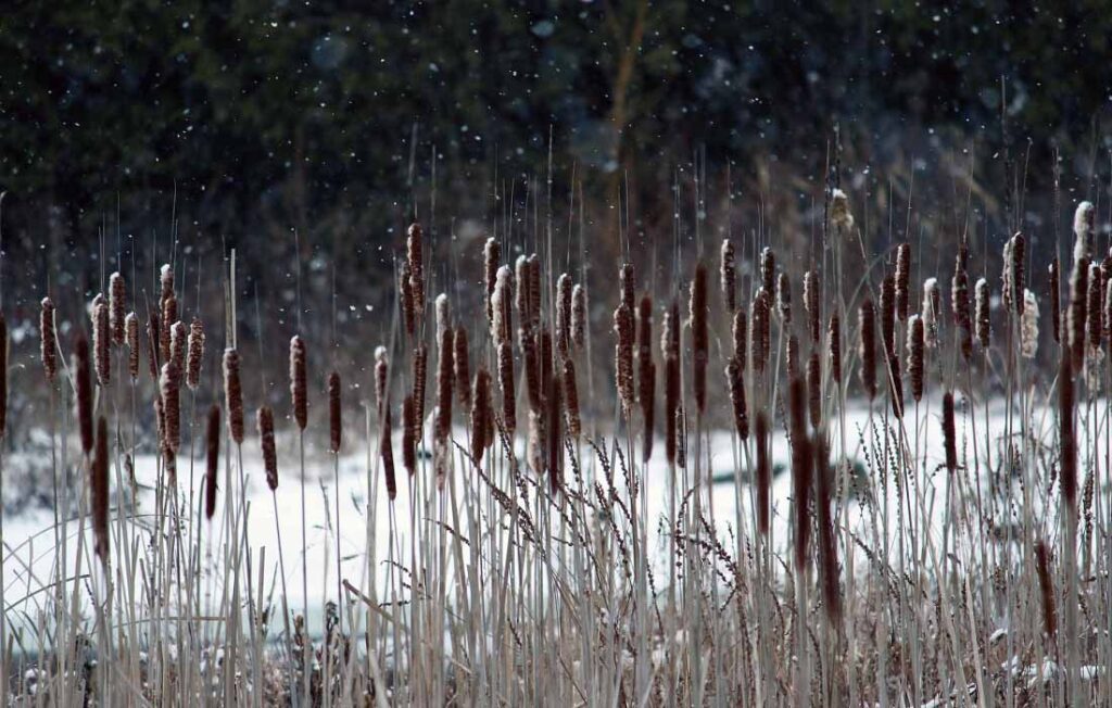 EarthShare - Quiz February 2023 - Winter Wetland Habitats