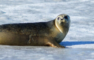 EarthShare Quiz - Sea Ice