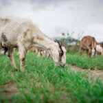 EarthShare Quiz - Sustainable Farming