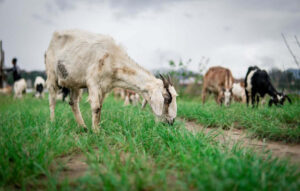 Cuestionario de EarthShare: Agricultura sostenible