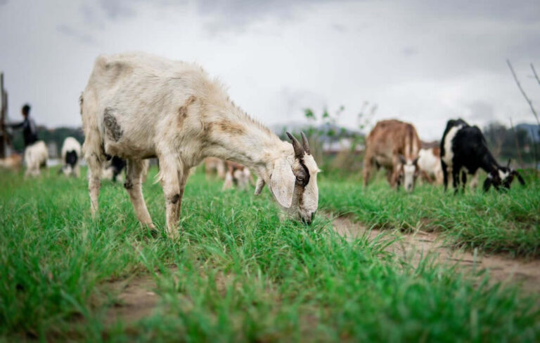 Cuestionario de EarthShare: Agricultura sostenible