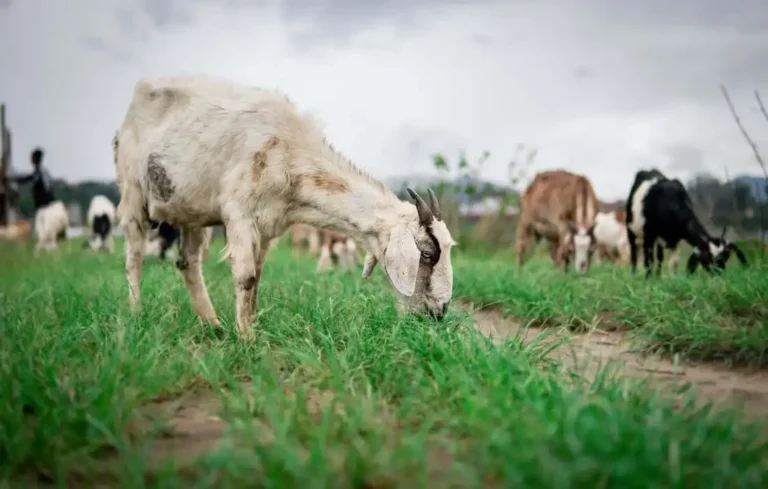 EarthShare-Quiz-Sustainable-Farming