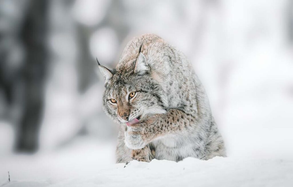 EarthShare - Quiz - Winter Ecosystems