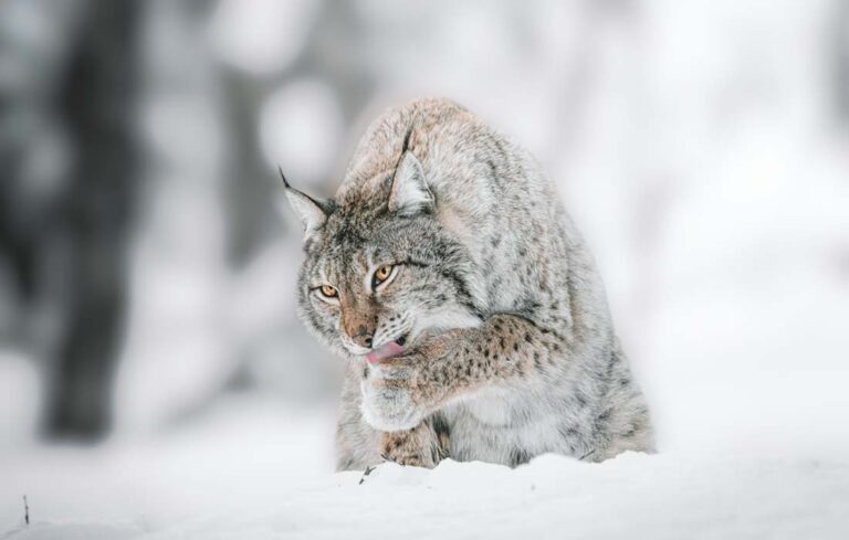 EarthShare - Quiz - Winter Ecosystems