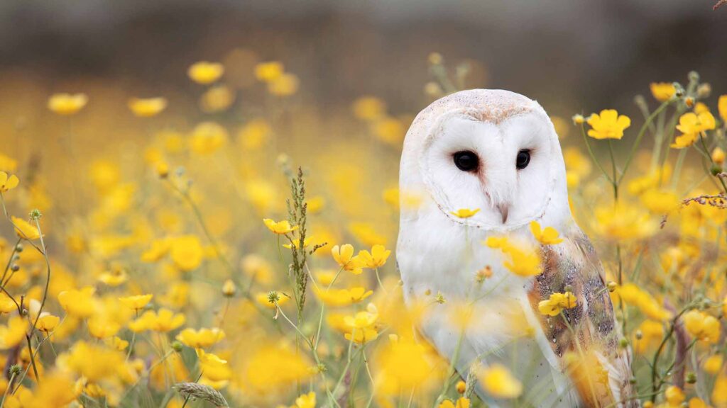 EarthShare - Environmental Quizzes Owl