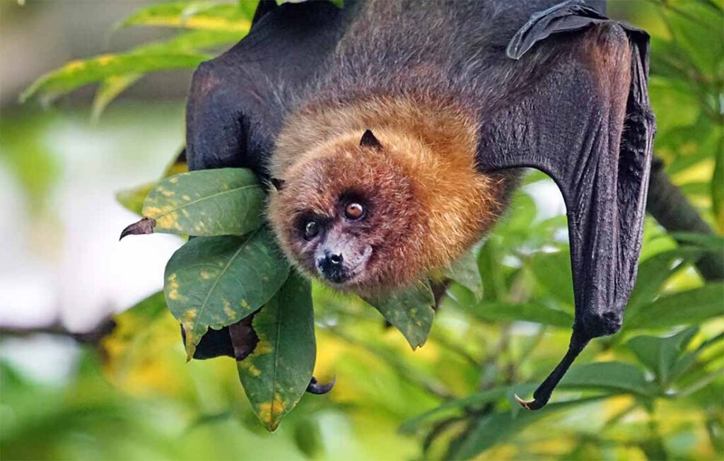 EarthShare - Trick or Treat, Bats Bring Us Lots to Eat!