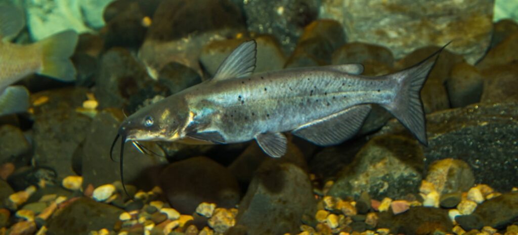 Mammoth Cave National Park cave fish with whiskers