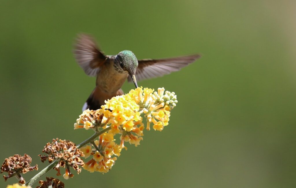 hummingbird drinks nectar from yellow flower
