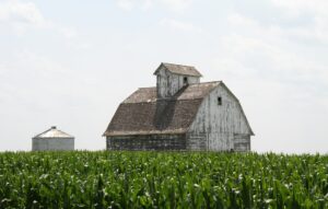 Aging white barn and silo loom over a cornfield