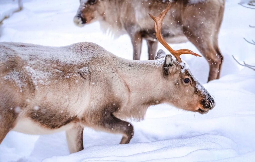 reindeer walk through snow drifts