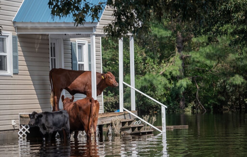cows stand on house porch above flood waters