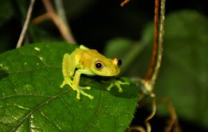 small green tree frog on large leaf