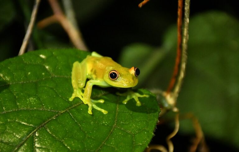 small green tree frog on large leaf