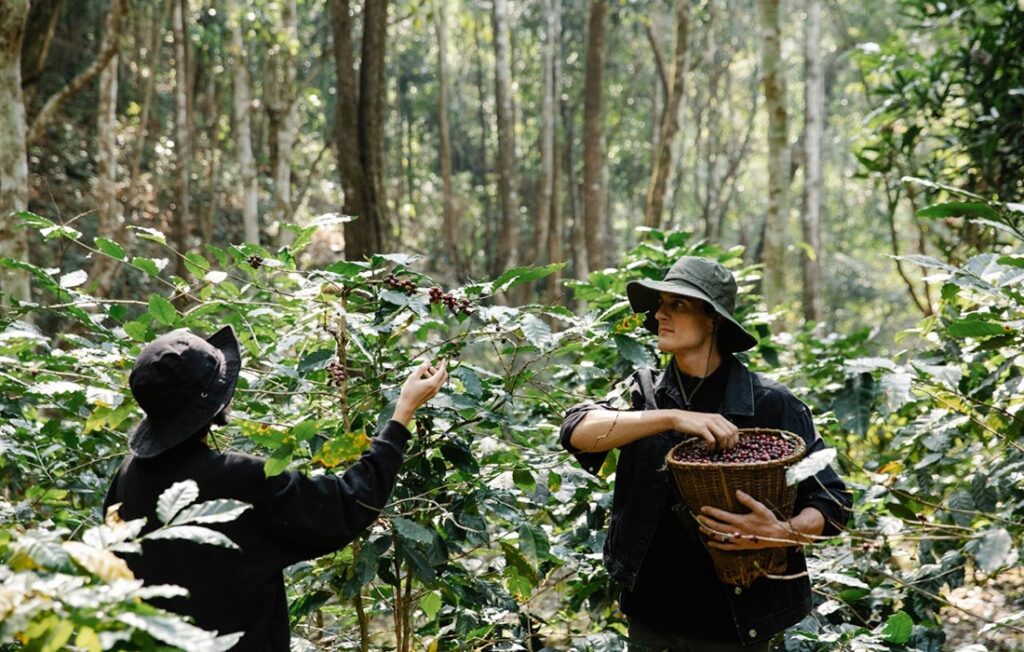 people picking coffee cherries in rainforest