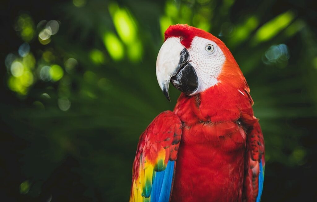 Scarlet macaw against green forest background