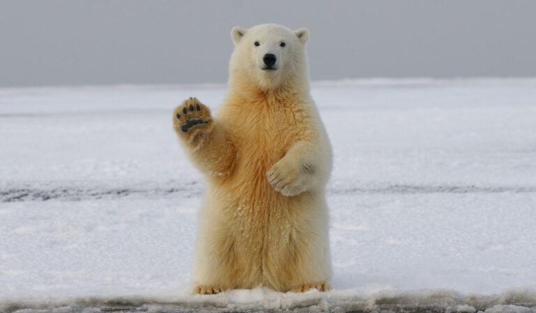 polar bear on ice with a raised paw