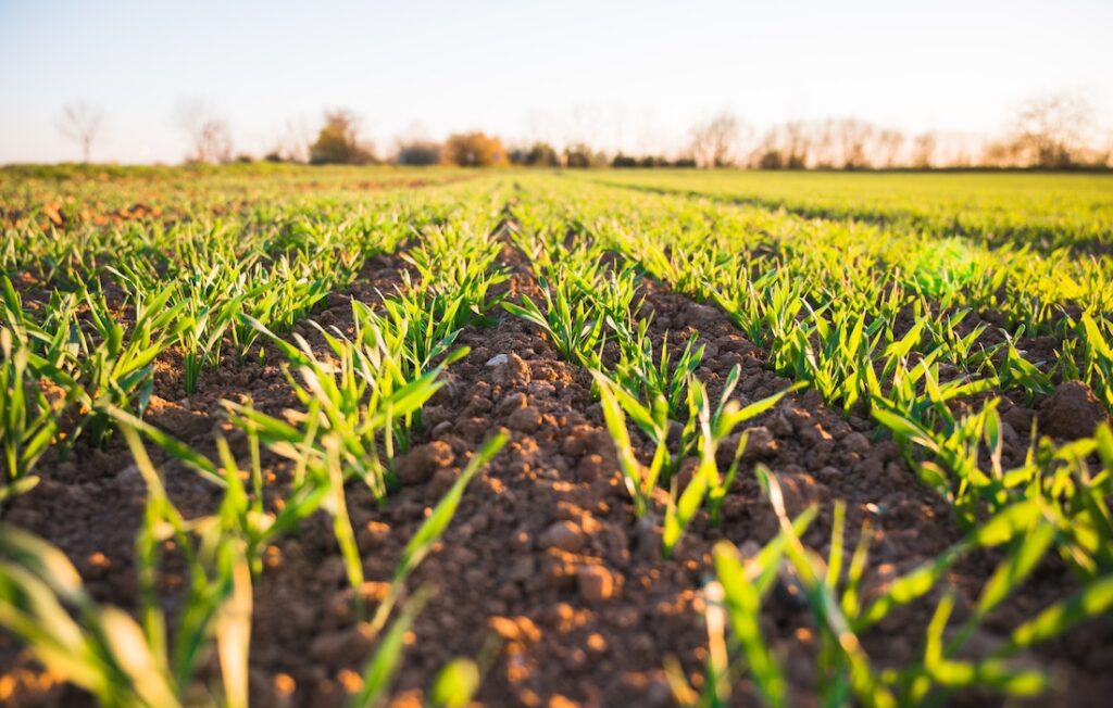 Field of green crops sprouting from the dirt at sunset